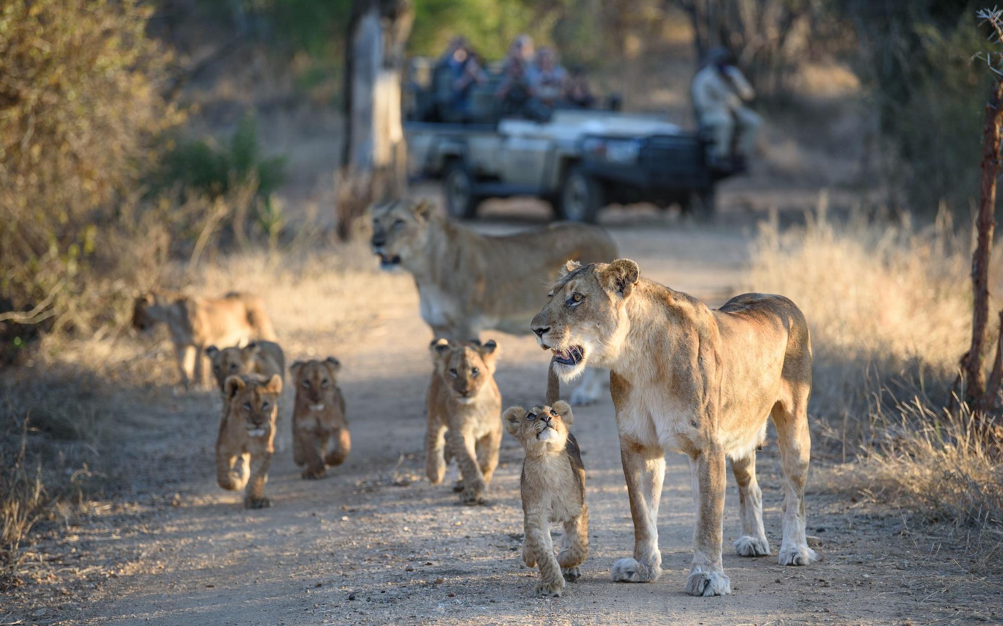 Kapama River Lodge โฮดสปรูท ภายนอก รูปภาพ